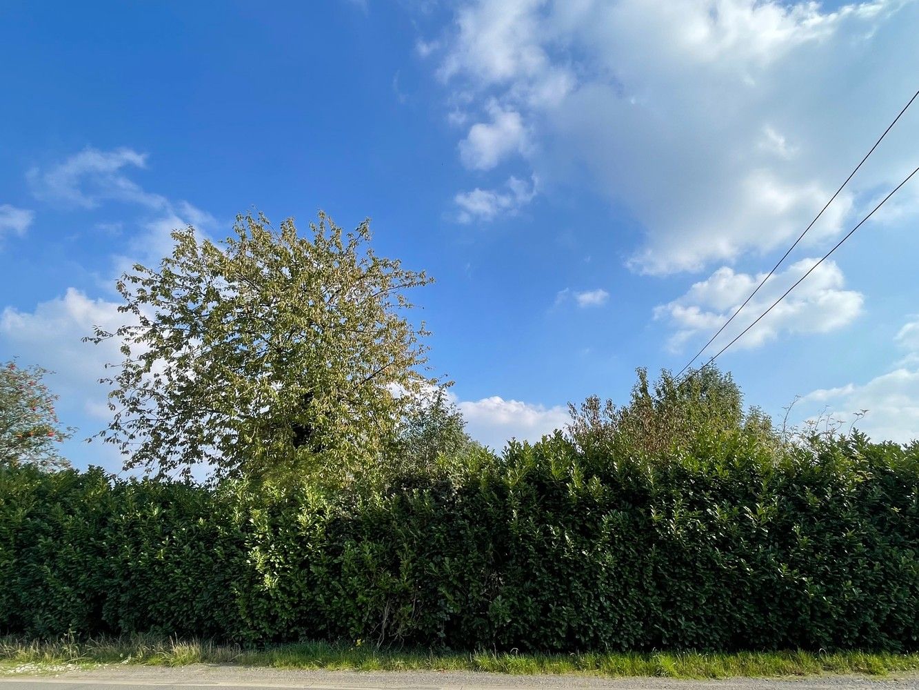 Aartrijke  Pittoreske ligging  Prachtig stuk BOUWGROND  met een oppervlakte van 1.900  m²  idyllische tuin ( ZUID-OOST) met grote diversiteit van bomen struiken en  Stilte gebied foto 3