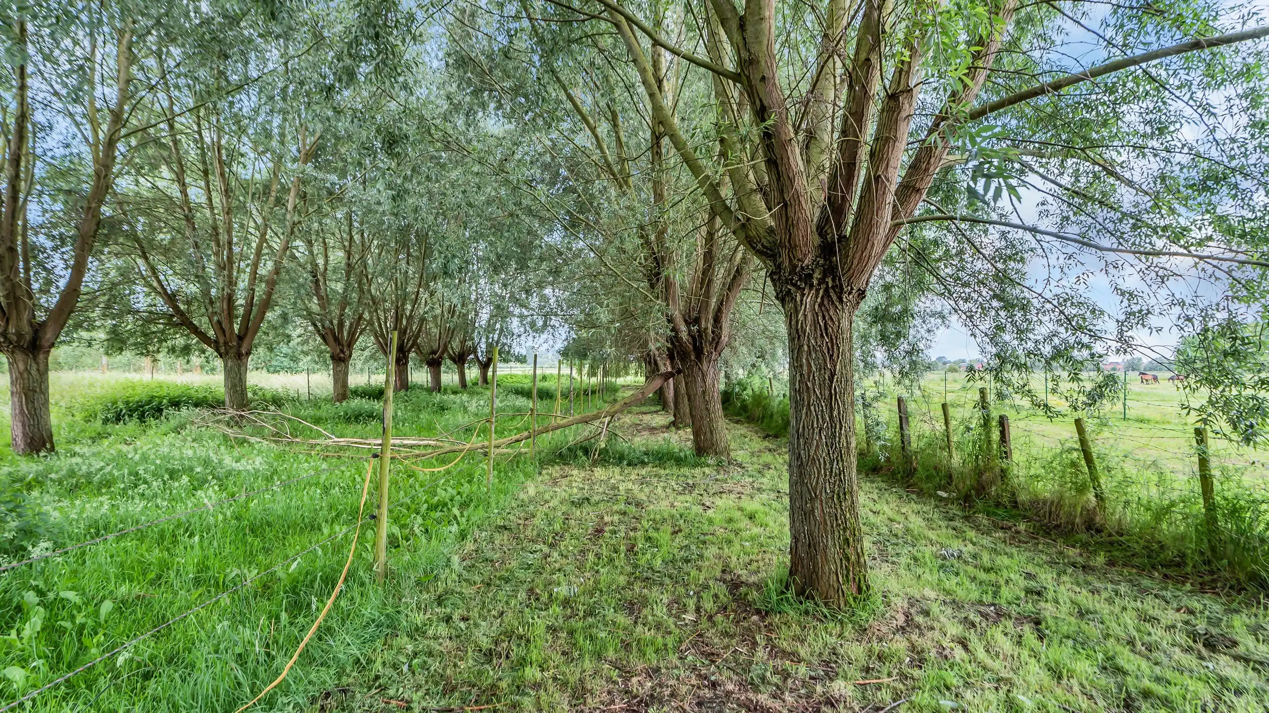 Huis te koop foto 8
