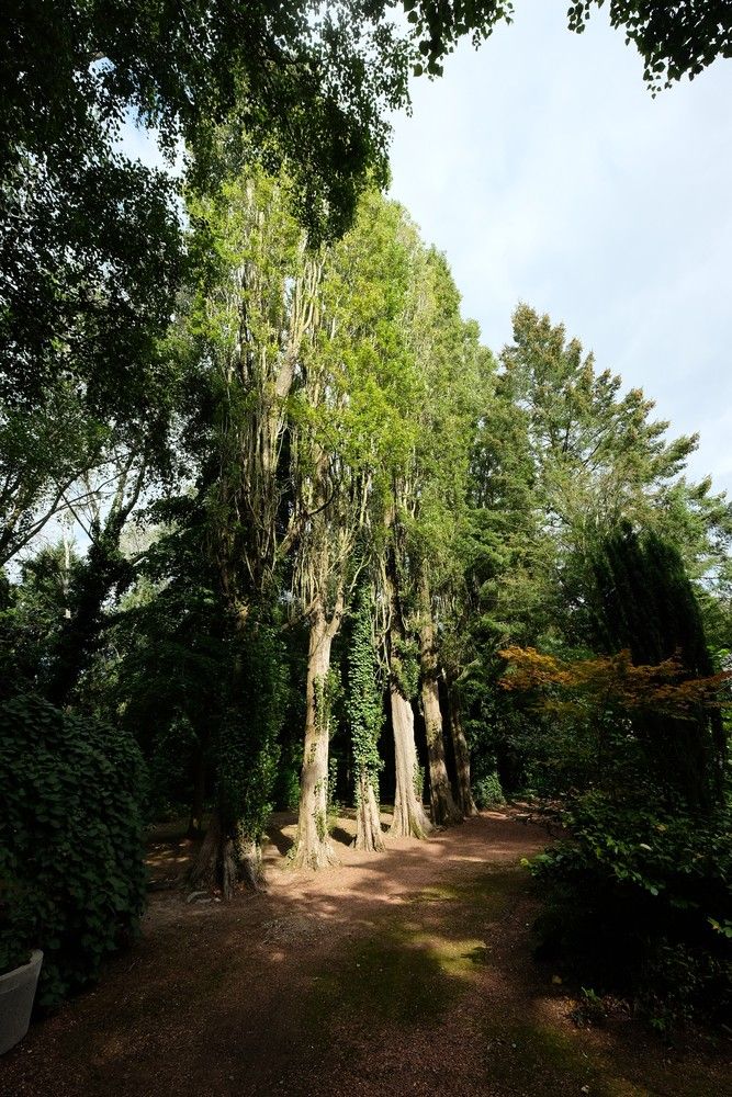 Uniek perceel met een charmante vakantiewoning midden in de natuur omgeven door een uitzonderlijke collectie van prachtige bomen. foto 32