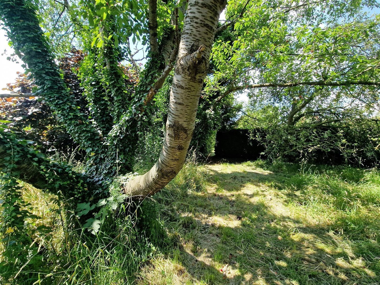 Open bebouwing op 13 are 65 ca -  opp. 150 m² - garage                    tuin - boomgaard foto 29