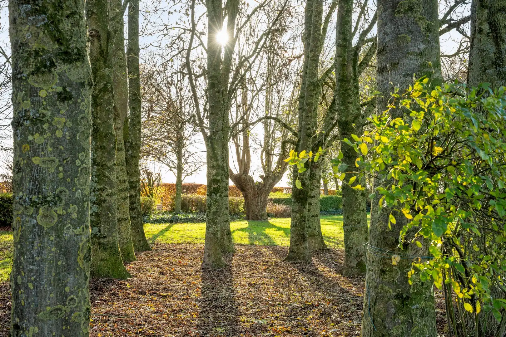 Unieke eigendom met 2 schuren, kapschuur, paardenstal en verzichten foto 19