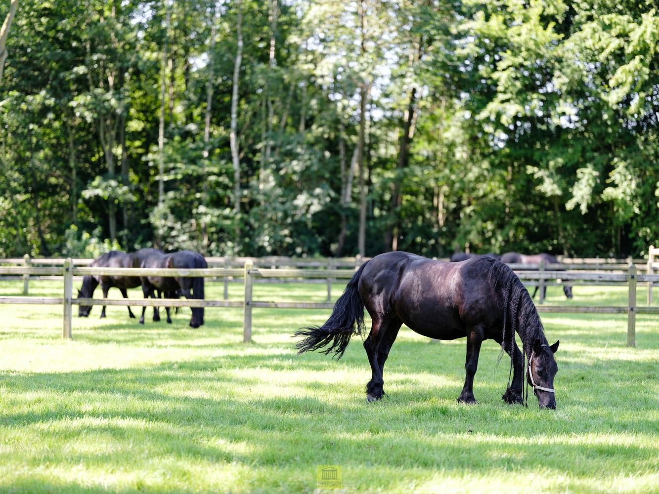 Uitzonderlijk pand - manege met gastenverblijf foto 14