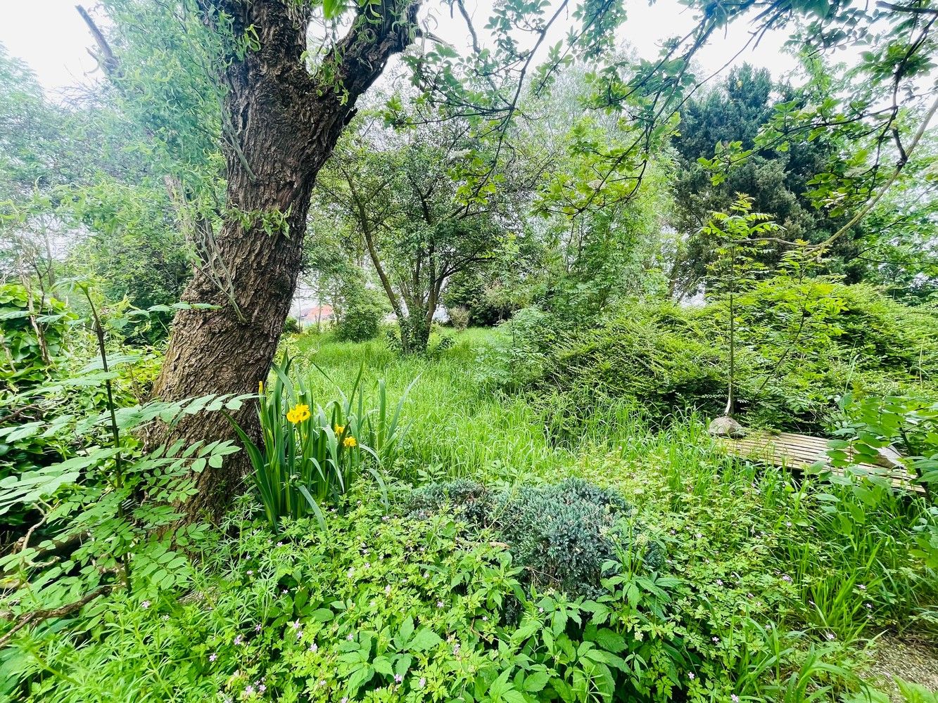 Aartrijke  Pittoreske ligging  Prachtig stuk BOUWGROND  met een oppervlakte van 1.900  m²  idyllische tuin ( ZUID-OOST) met grote diversiteit van bomen struiken en  Stilte gebied foto 4