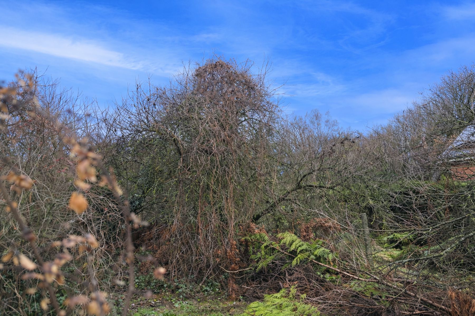 Bouwgrond voor halfopen bebouwing te Rotselaar. foto 4