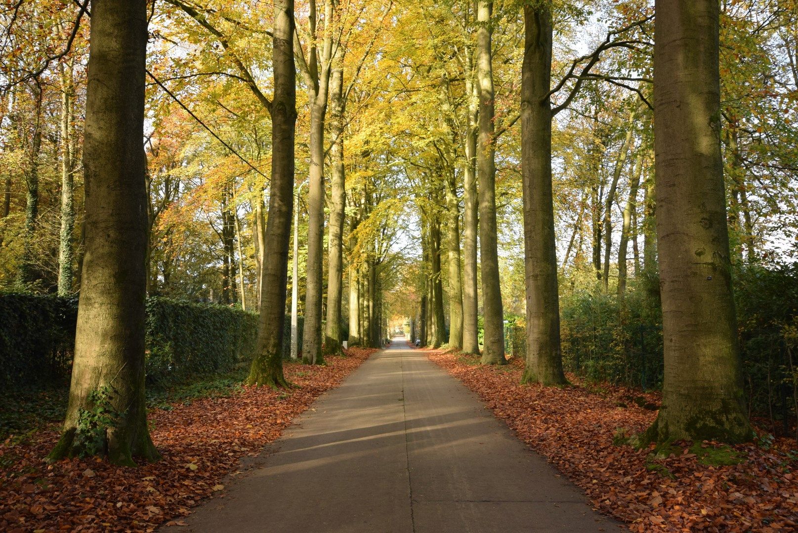 Residentieel gelegen perceel bouwgrond in één van de mooiste dreven van Aalter foto 3