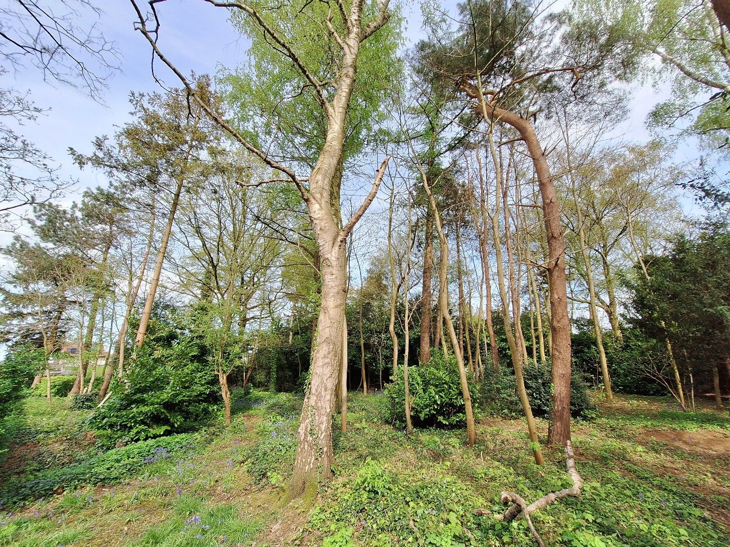 Perceel bouwgrond in landelijke omgeving - zonder bouwverplichting! foto 4