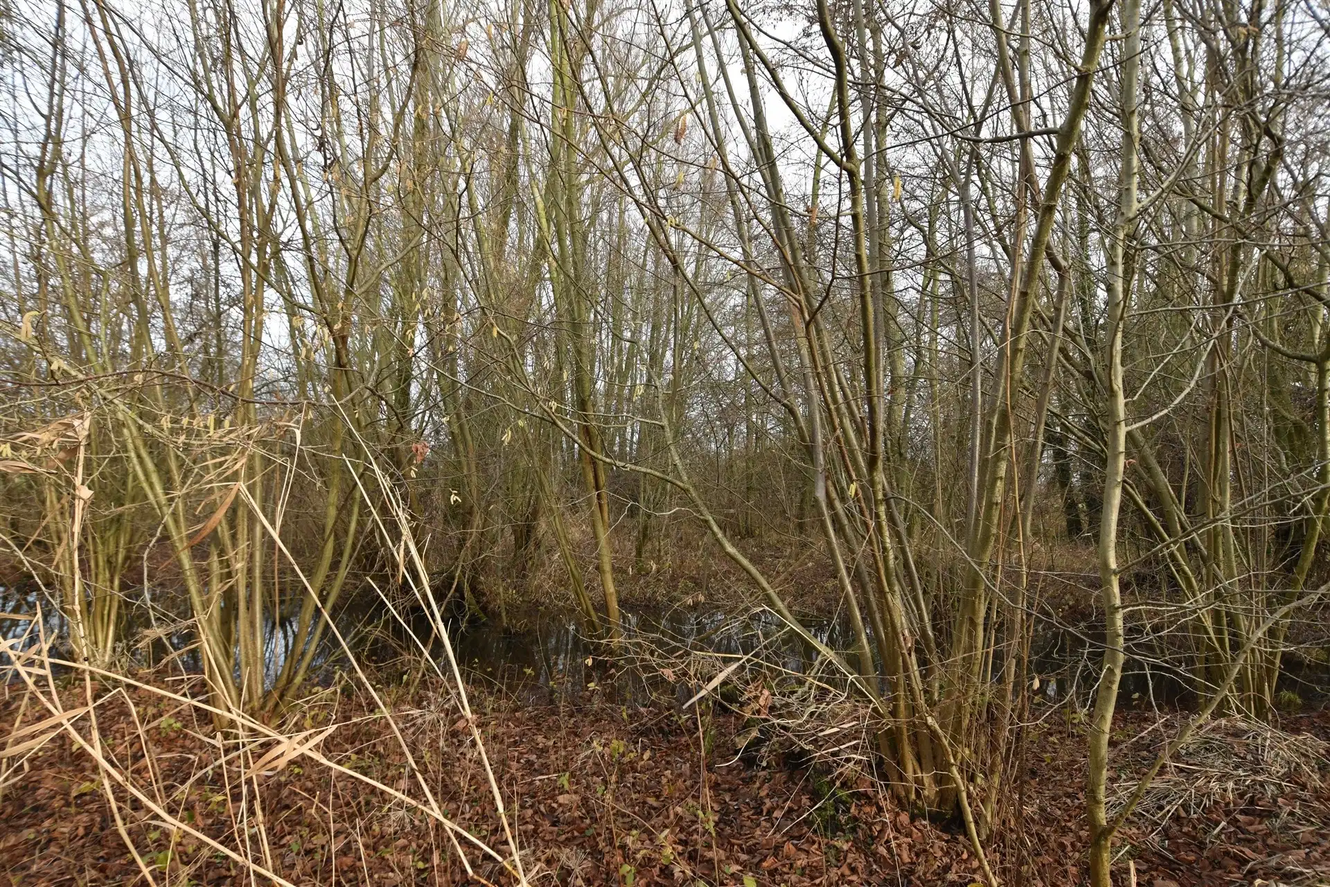 Prachtig stuk bosgrond in landelijke omgeving – Appels. foto 6