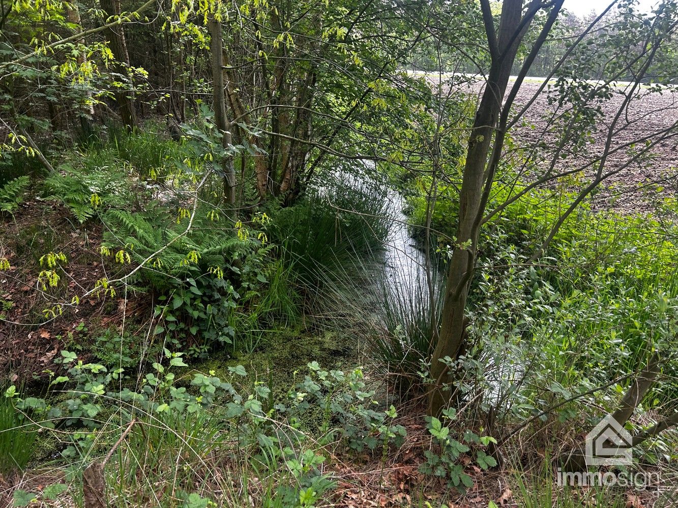 Uniek stukje natuurgebied van 1.470 m² gelegen te Hamont-Achel! foto 8