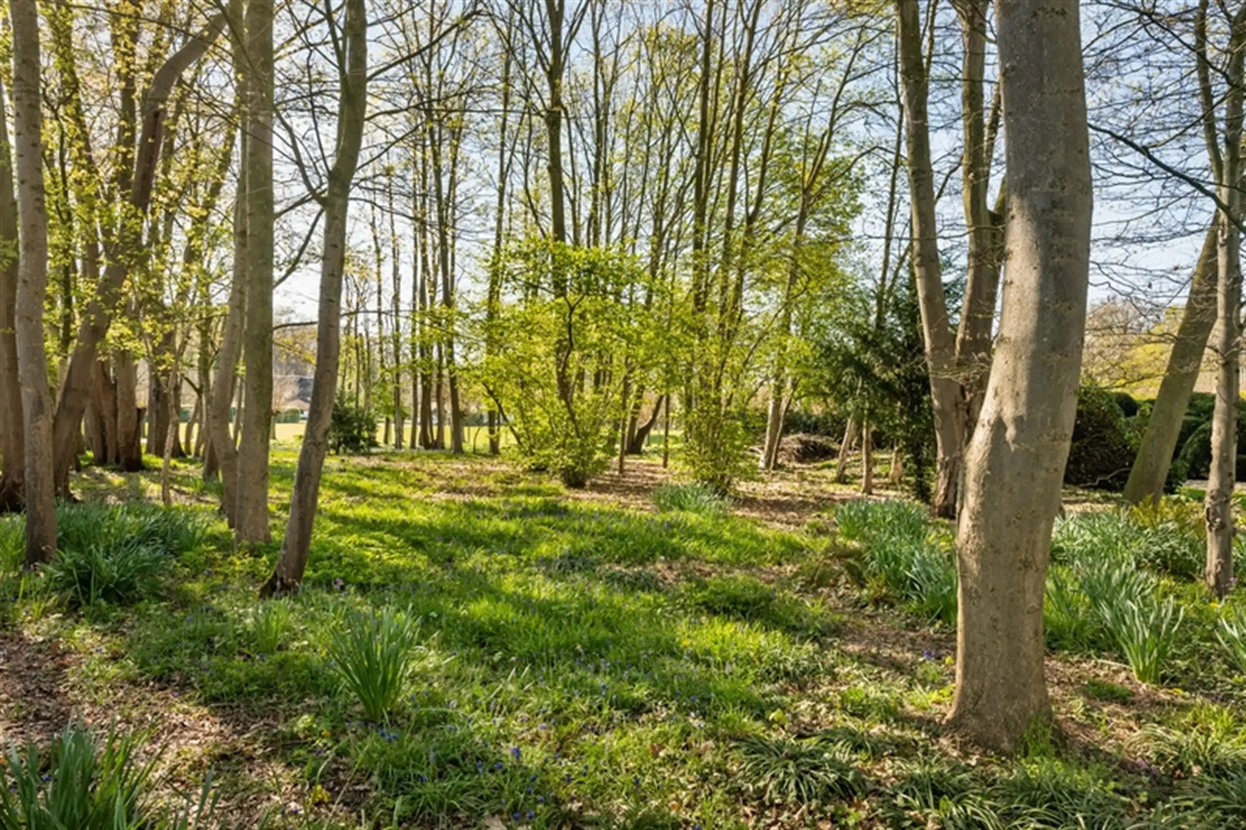 Exclusieve villa met bos, zicht  en  unieke geschiedenis! foto 5