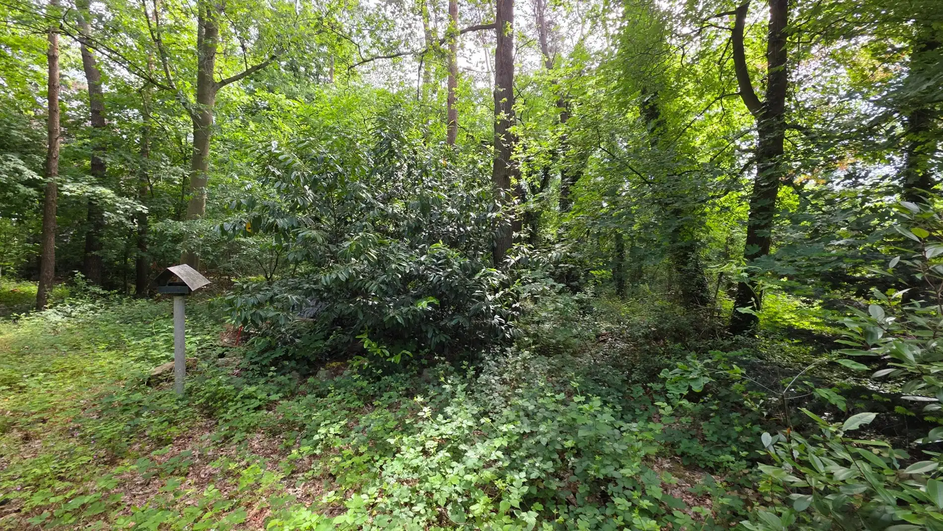 Rustig gelegen perceel bosgrond van 4.056 m² in groene omgeving te Tremelo foto 6