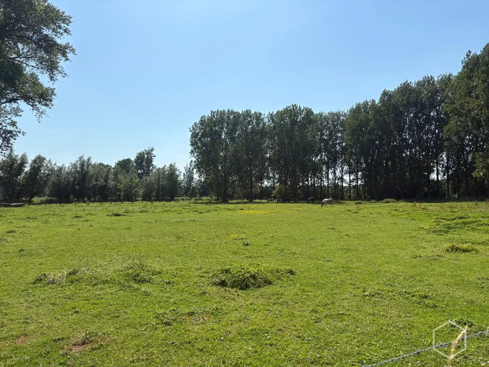 Weide van 1,28 hectare foto 2