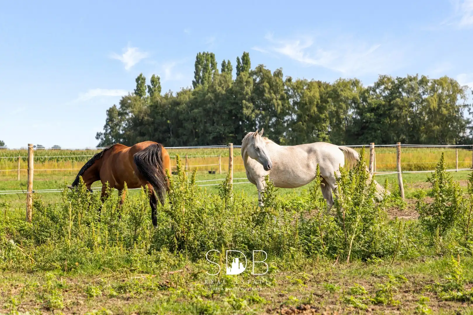 Boerderij met paardenfaciliteiten en graslanden op 14.490m² foto 3