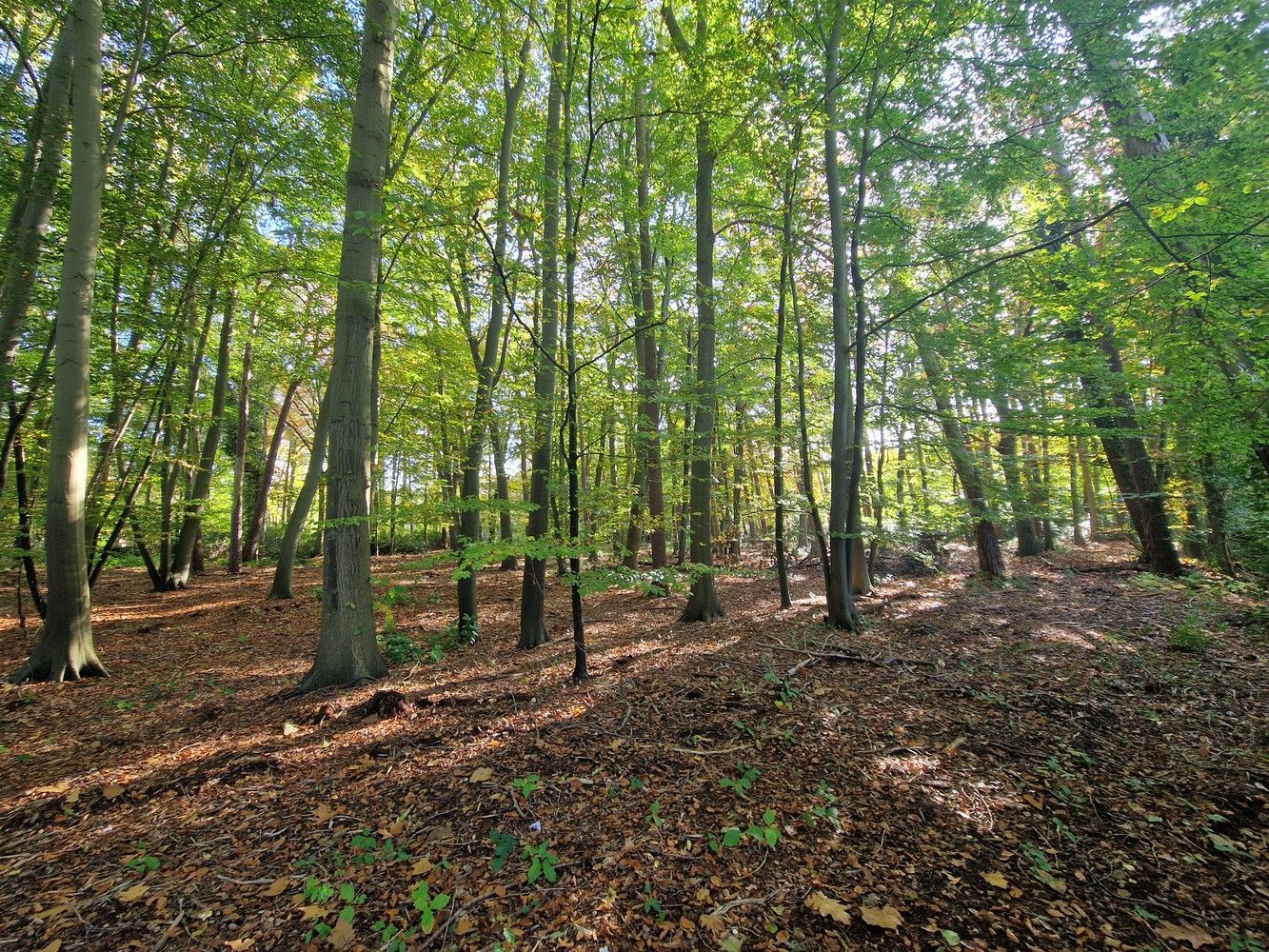 Bouwgrond (5.003 m²) voor een open bebouwing in Kapellen! foto 7