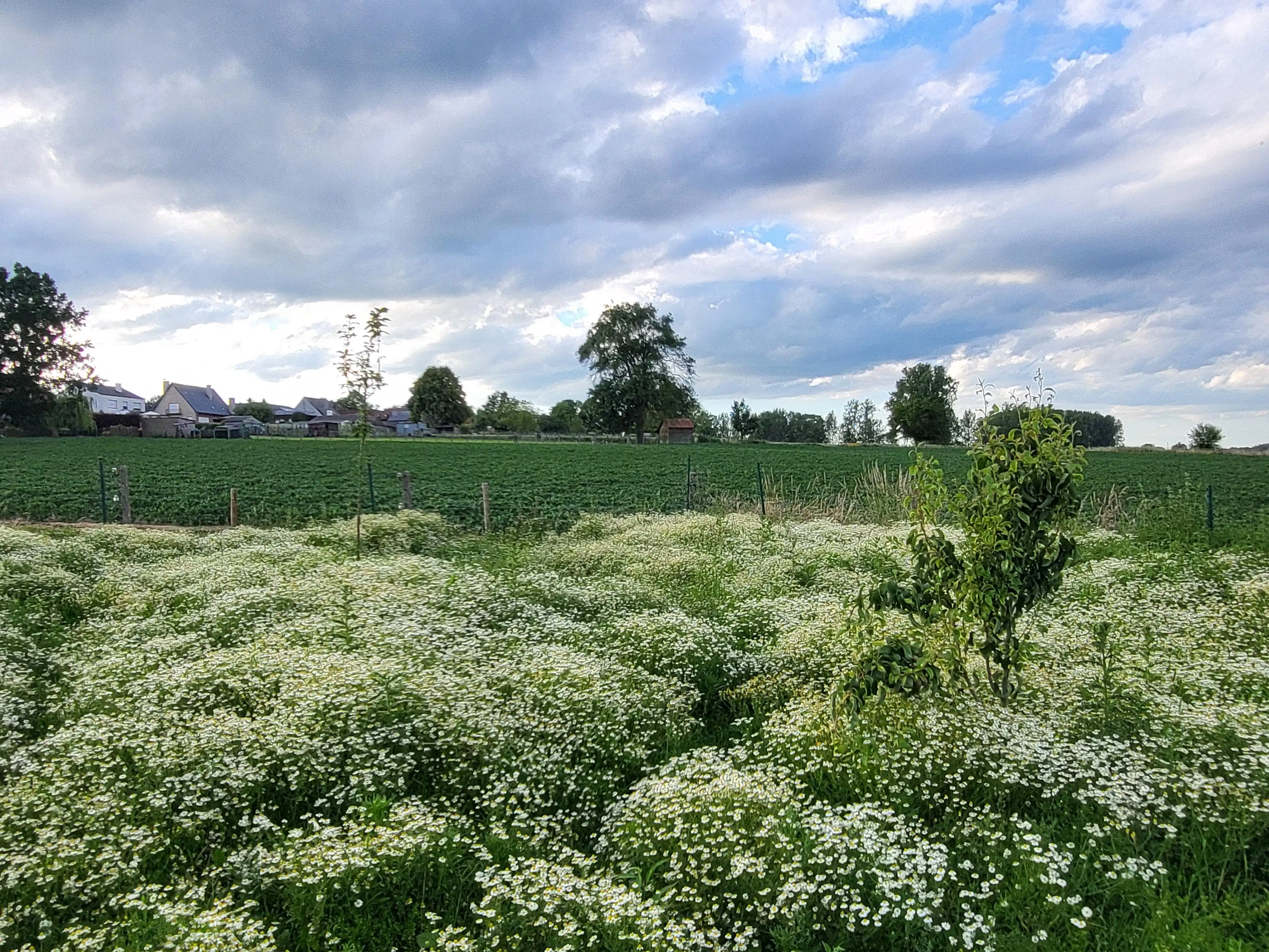 Karaktervolle gezinswoning met tal van mogelijkheden in het landelijke Rozebeke met uitzicht op de velden. foto 27