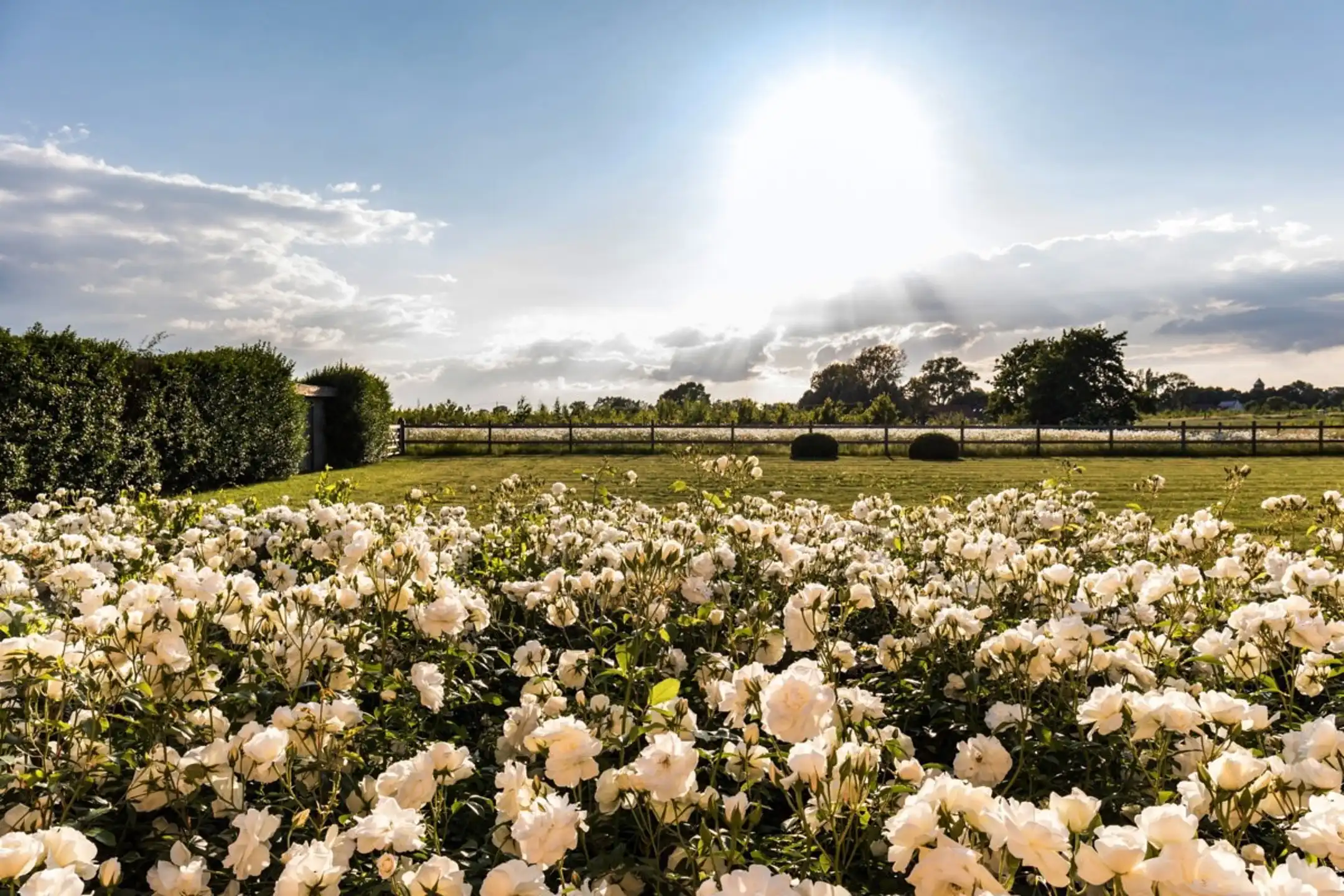 Unieke hoeve met uitzonderlijk potentieel  foto 6