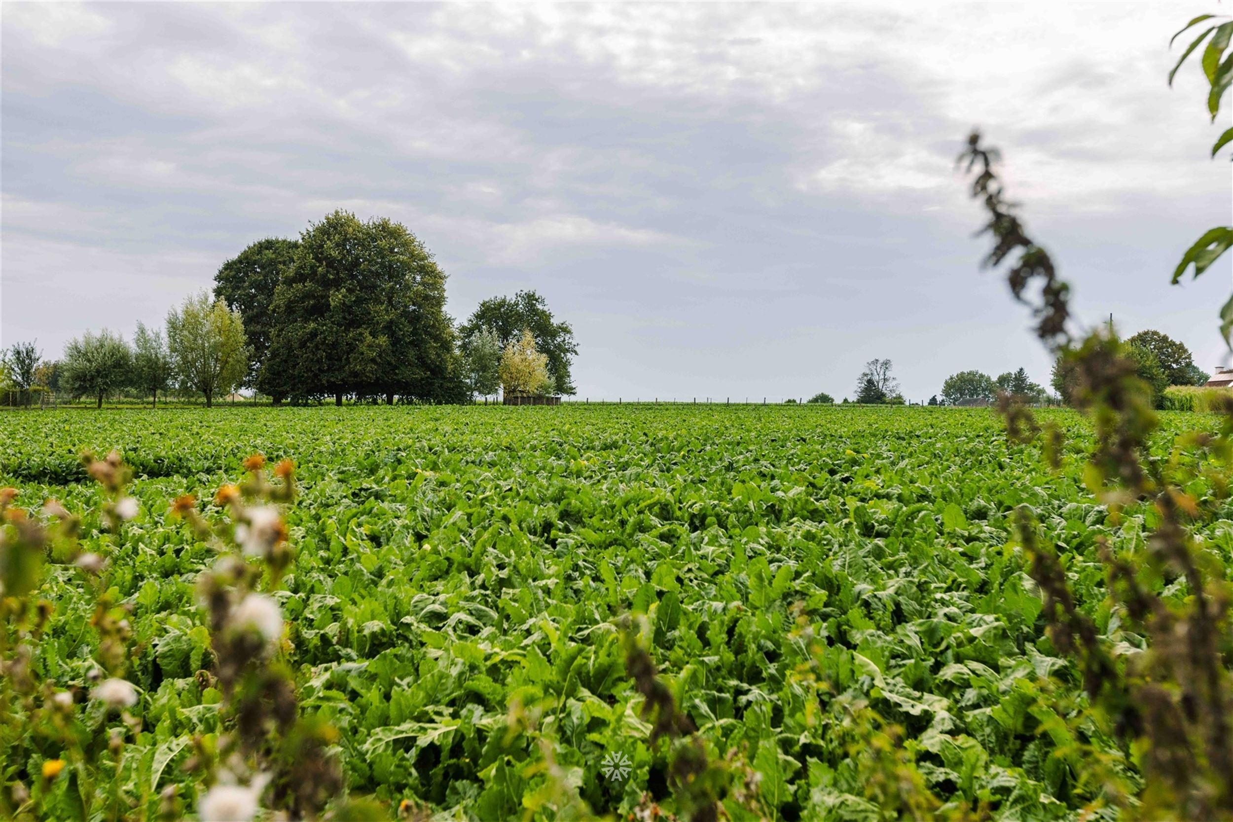 Uniek renovatieproject of bouwgrond op een uitzonderlijke locatie te Mater foto 5