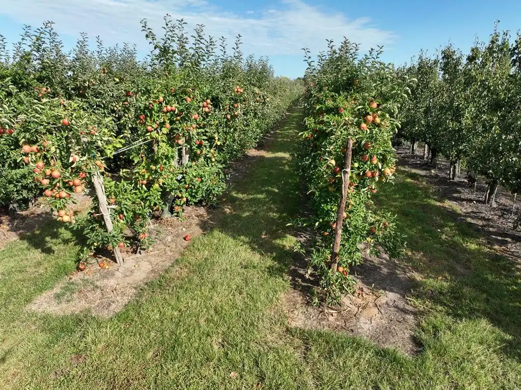 Boomgaard met loods foto 6