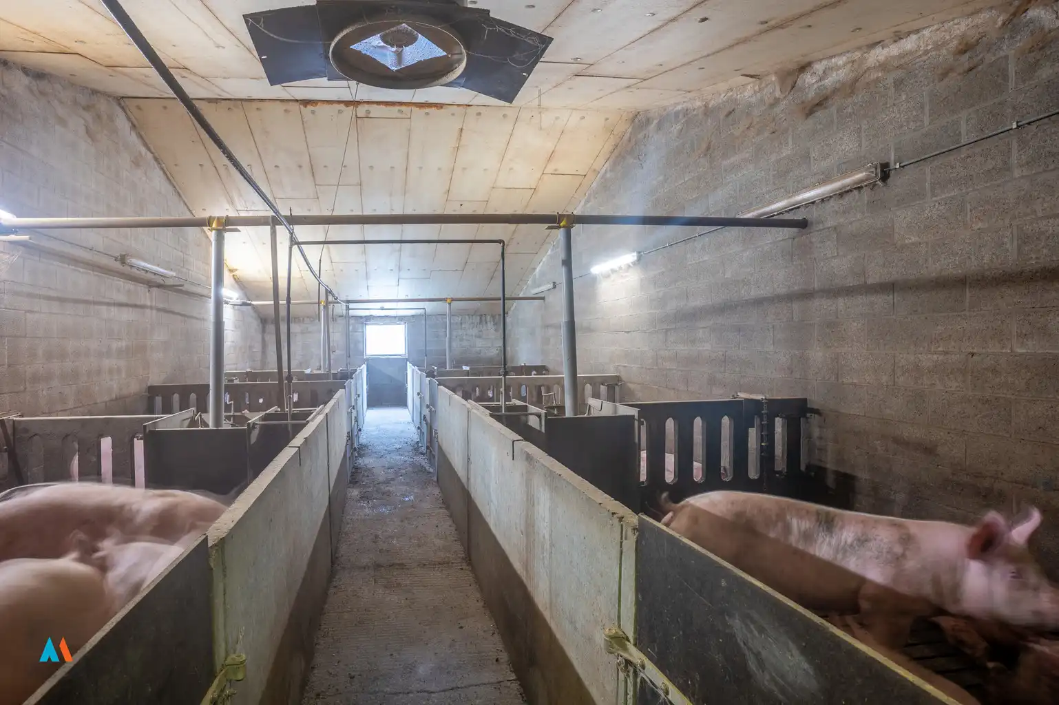 Actief mestvarkensbedrijf met langgevelhoeve foto 7