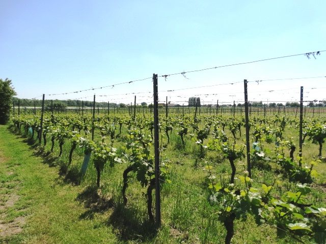 Hoeve foto 7