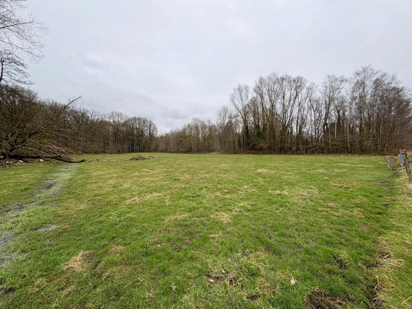 WEILAND - BOS - BOOMGAARD-HOOG foto 2