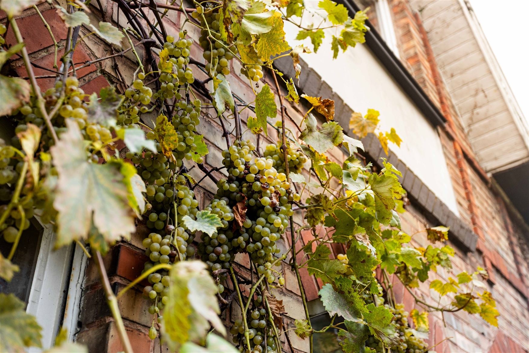 Charme en mogelijkheden vlakbij Gent-centrum. foto 4