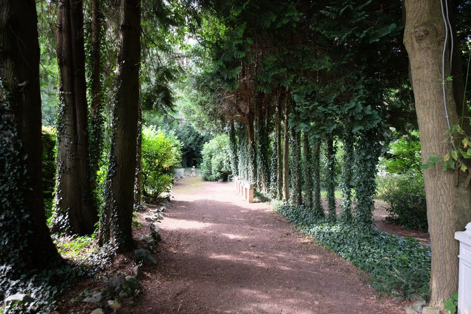 Uniek perceel met een charmante vakantiewoning midden in de natuur omgeven door een uitzonderlijke collectie van prachtige bomen. foto 4