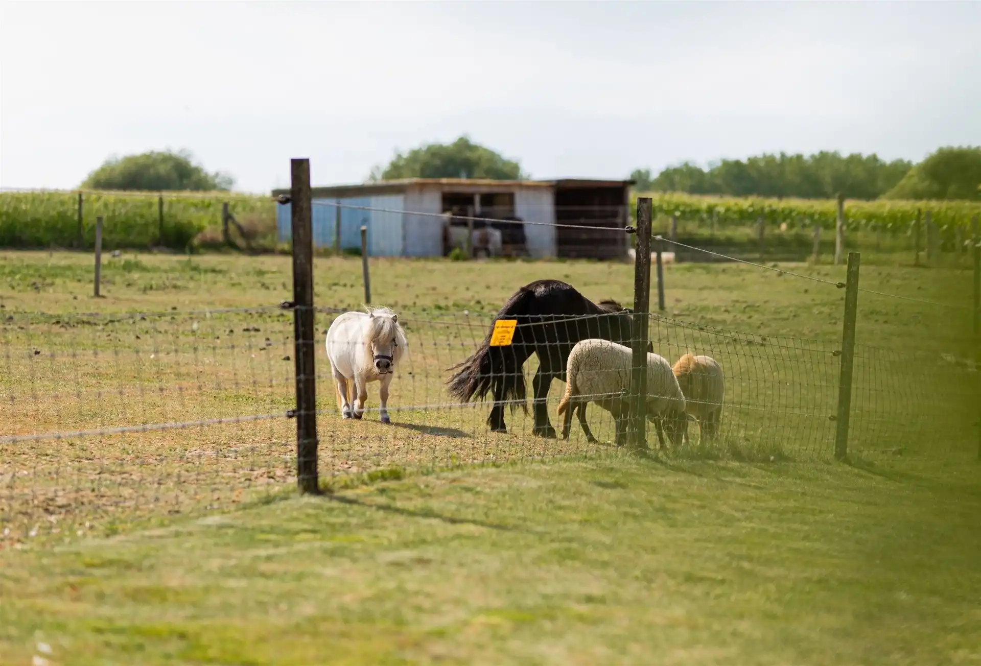 Handelspand mét instapklare villa én ruime parking foto 19