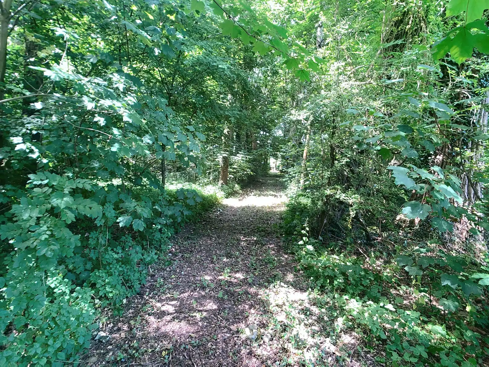 Bosgrond met vijver nabij centrum Hever. foto 6