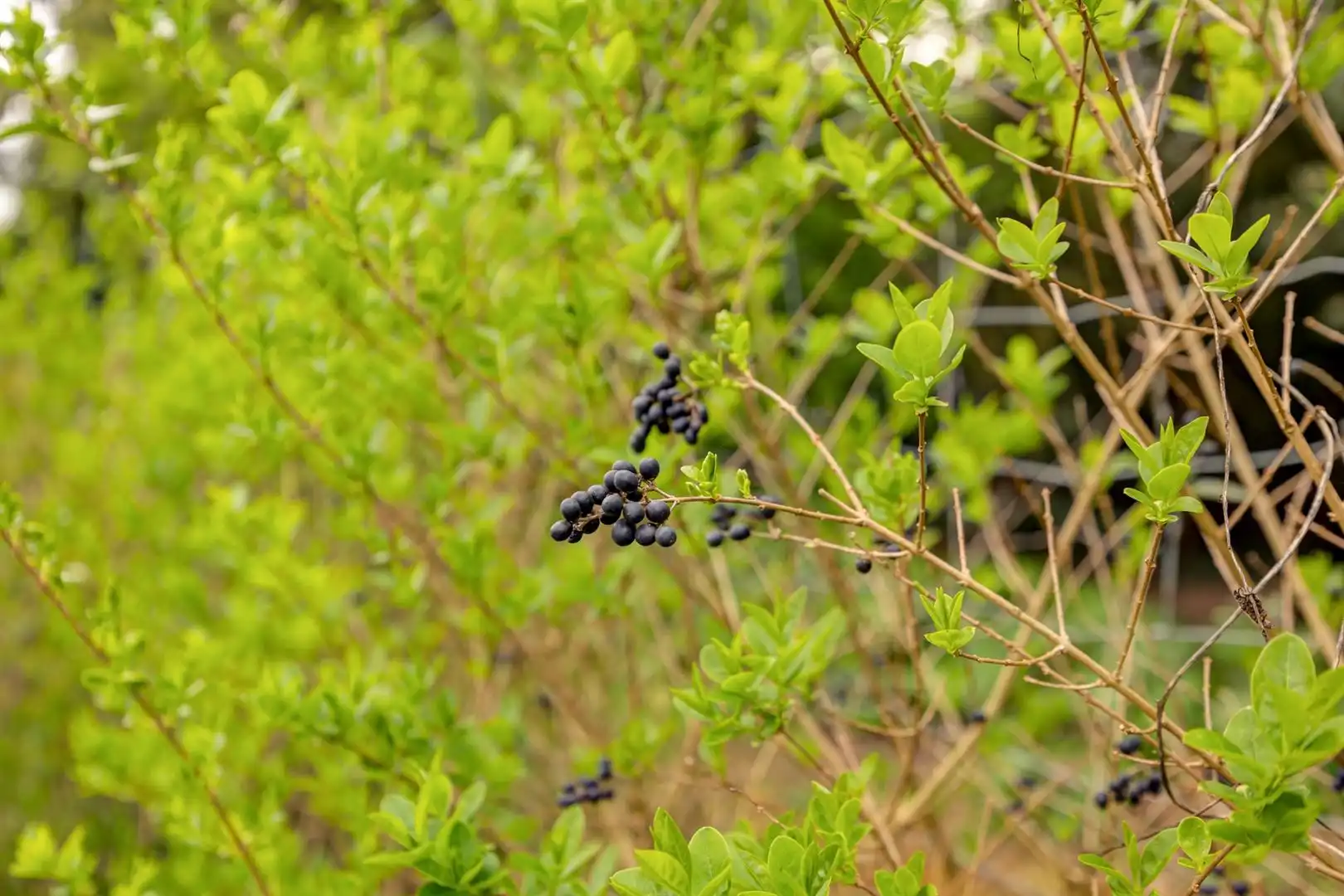 Luxewoning met tuin en privébos foto 31