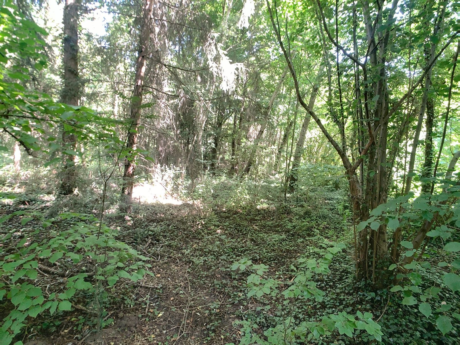 Bosgrond met beek nabij centrum Hever. foto 4