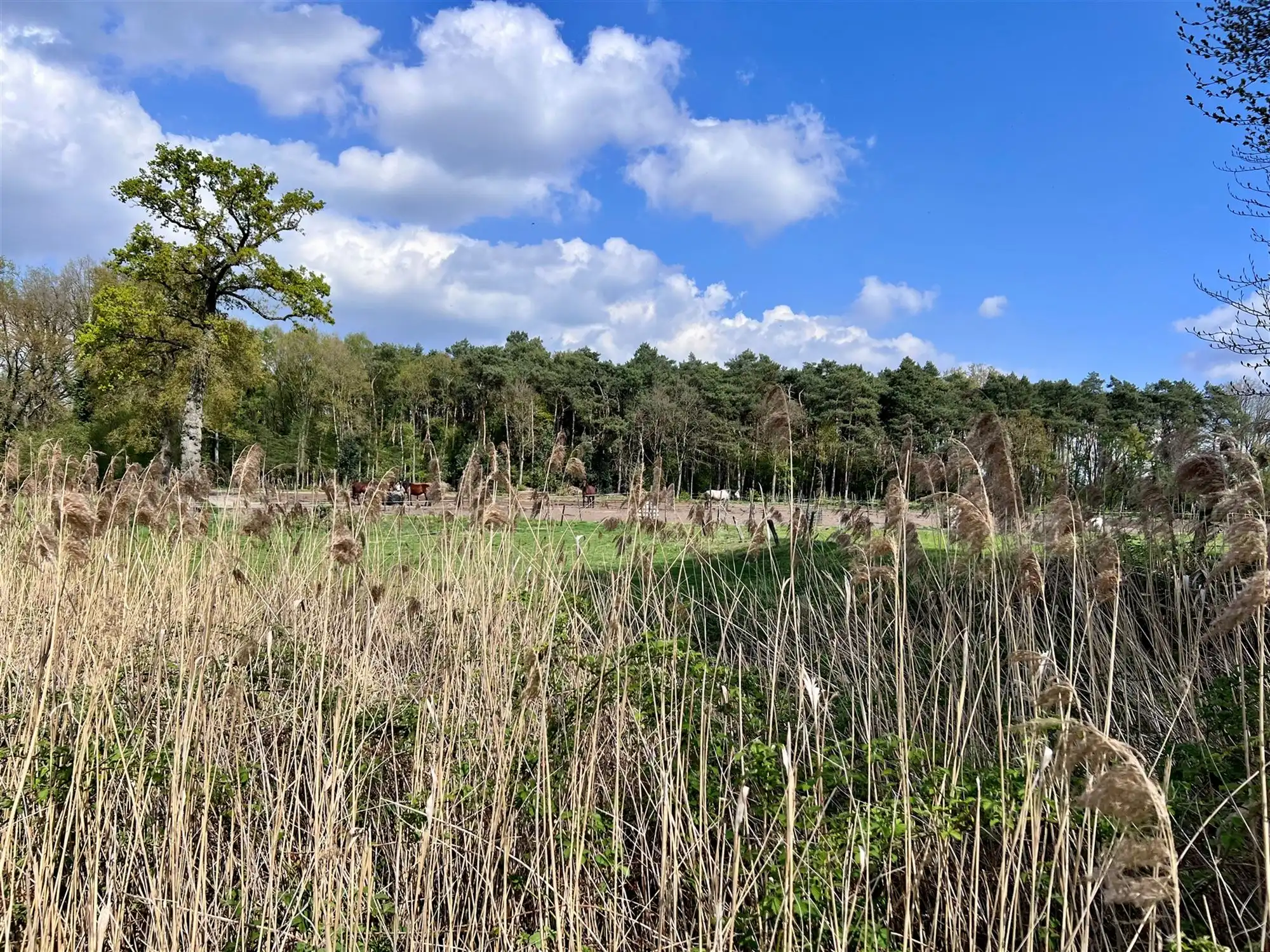 Agrarisch perceel van 8.260 m,  groene en rustige omgeving  foto 7