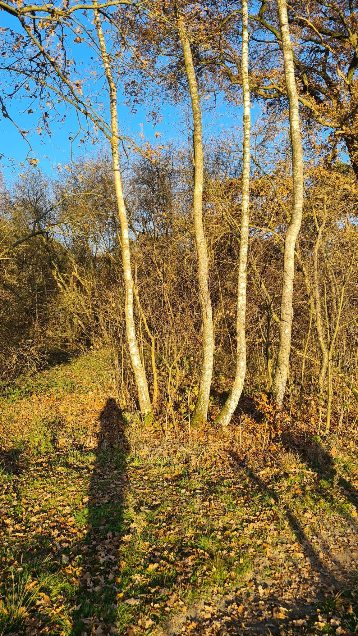 BOSGROND (11425 m²) IN TURNHOUT foto 5