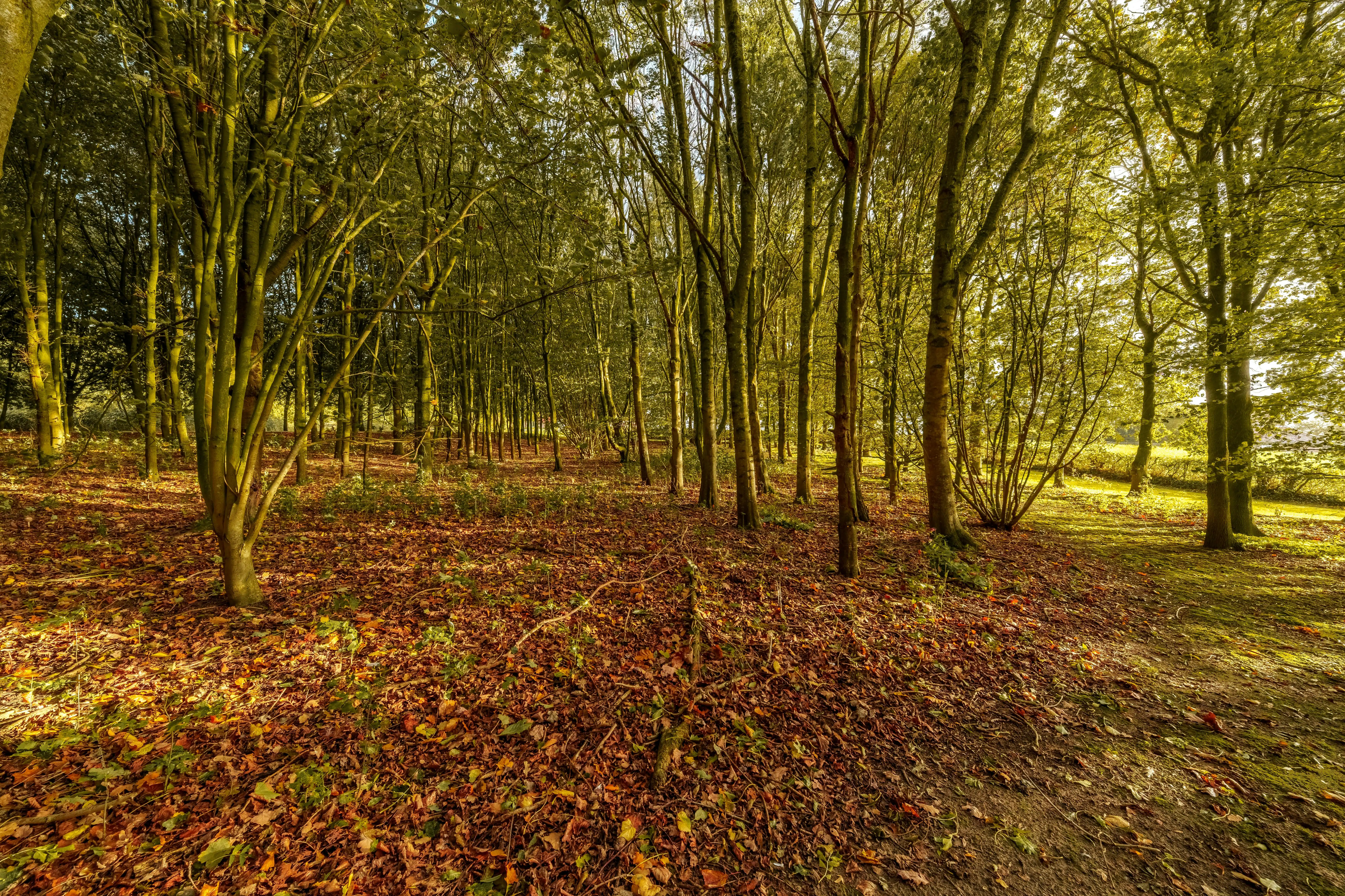 Unieke villa op 2,1 ha met 360°-uitzicht en eigen bos foto 36