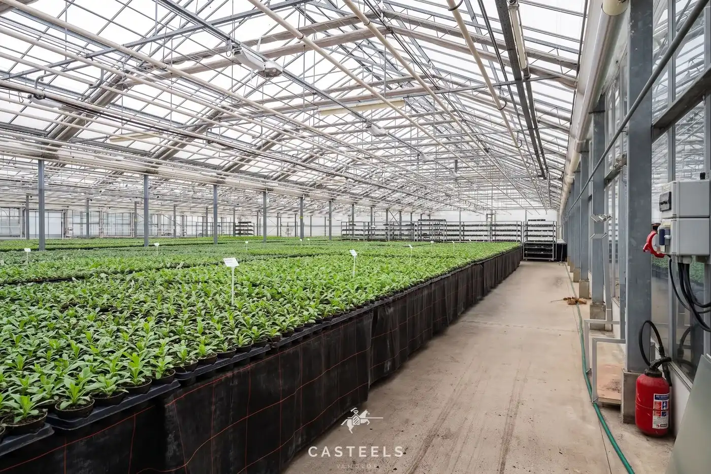 Professionele tuinbouwsite van 1,98 ha met 9.400 m² serres nabij E17 / R4 foto 6