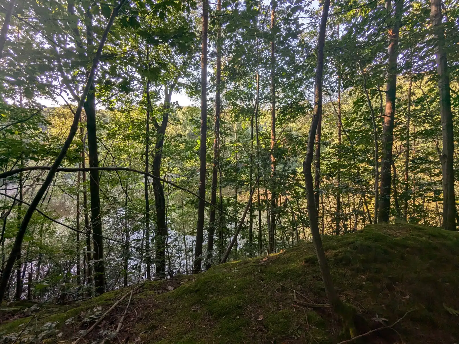 Natuurgebied in residentiële wijk met vakantiewoning foto 9