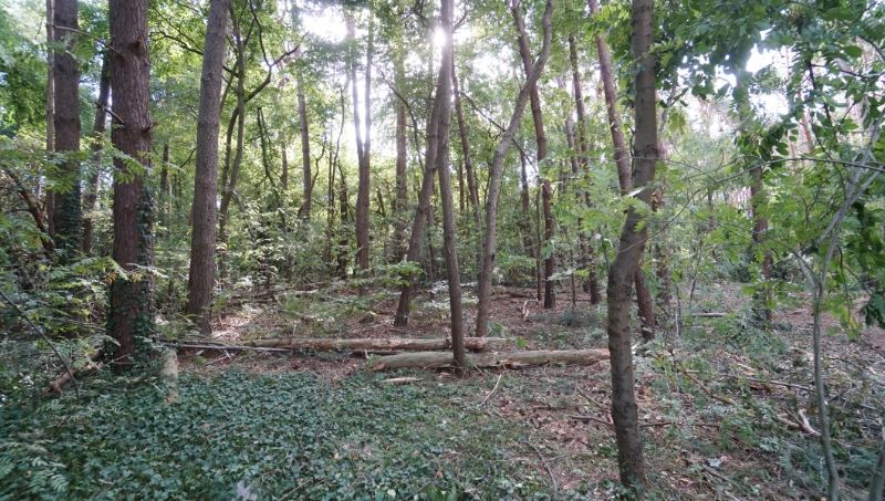 Residentieel gelegen bouwgrond van 31 are met 37 are bosgrond nabij golf- en meerdomein foto 4