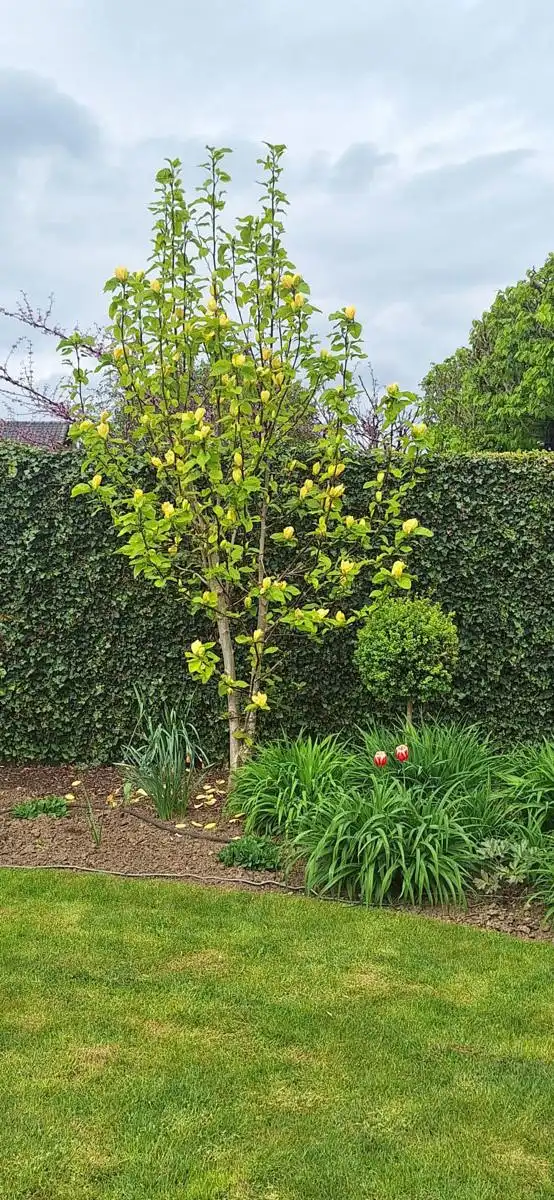 Huis te koop foto 39