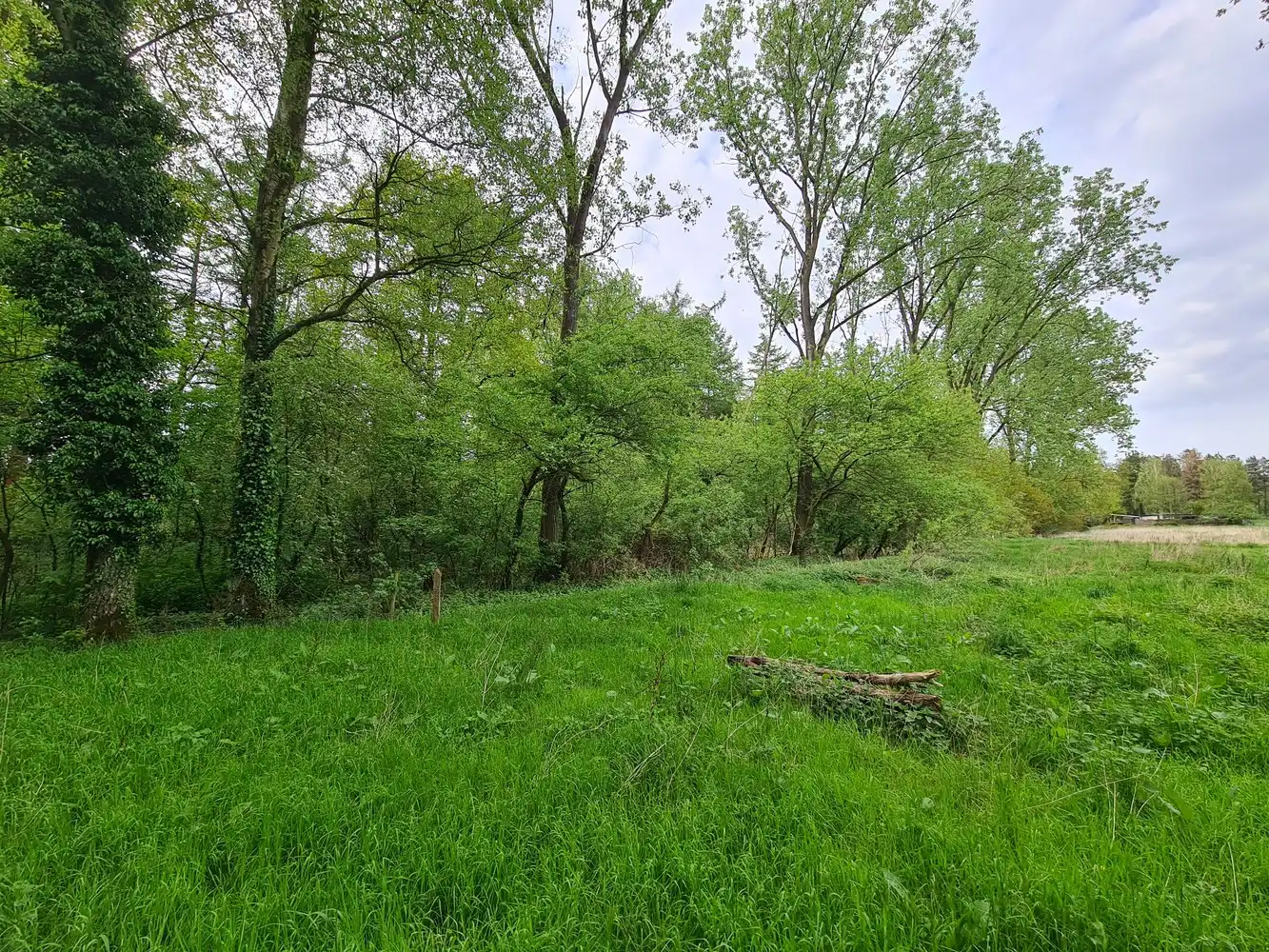 Perceel bos foto 2