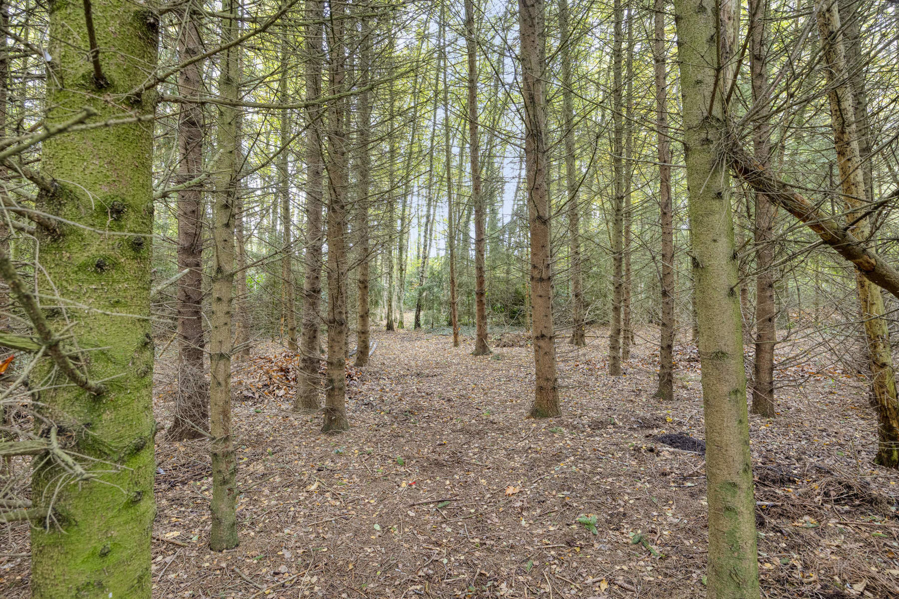 Karaktervolle te renoveren woning op perceel van 37a20ca! foto 27