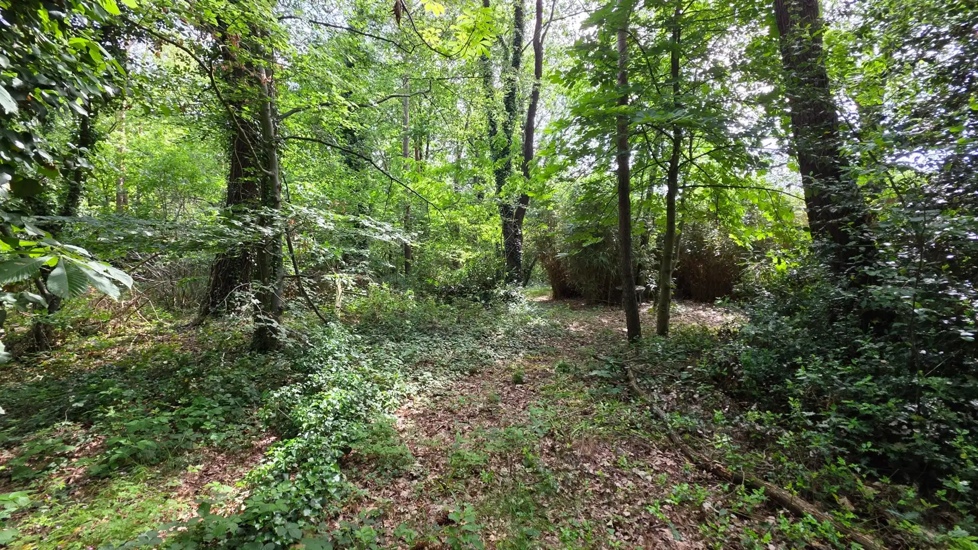 Rustig gelegen perceel bosgrond van 4.056 m² in groene omgeving te Tremelo foto 8