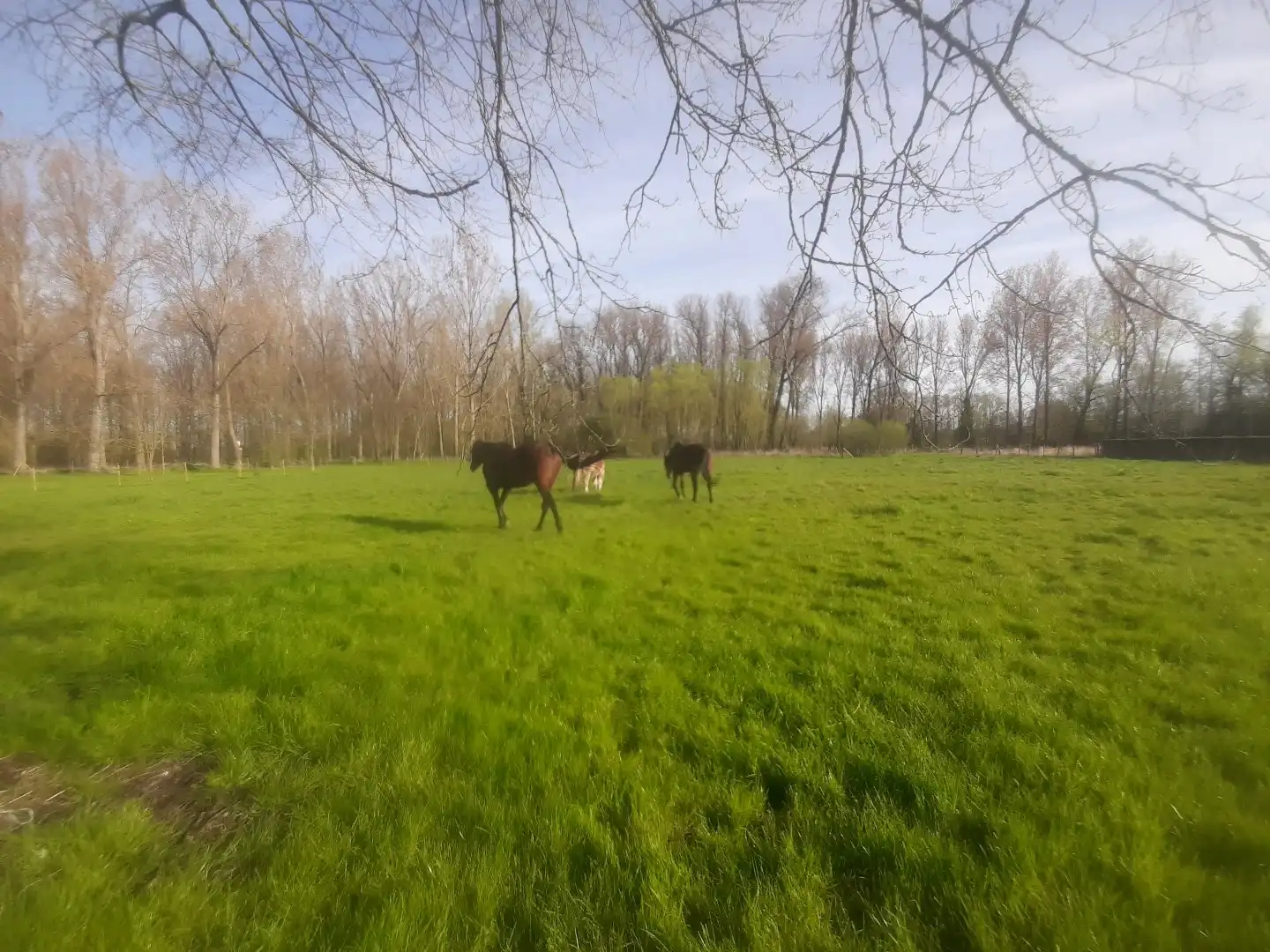 Weiland met paardenstallen op een opp. van 1,43ha foto 4