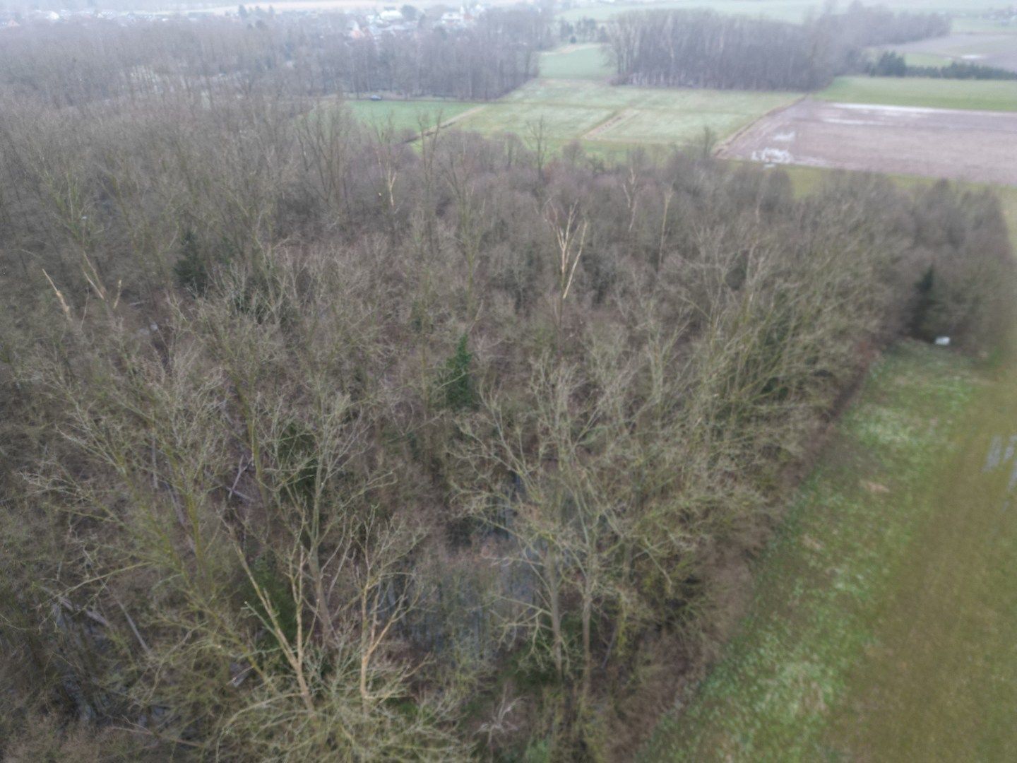 Percelen bos te Rotselaar. foto 9