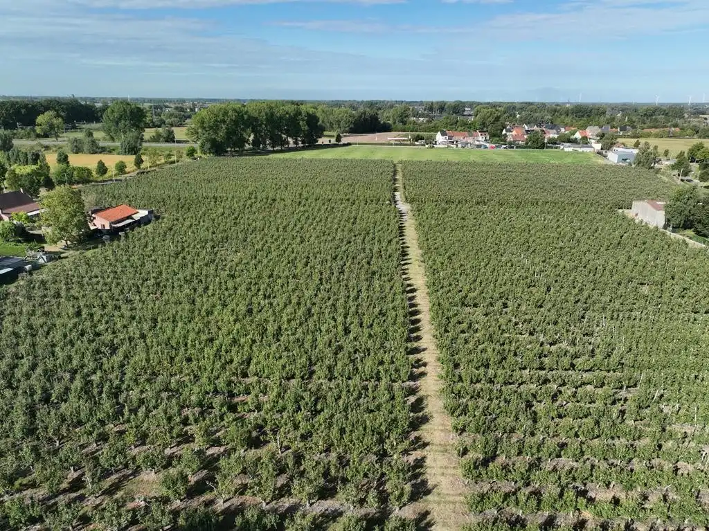 Boomgaard met loods foto 2