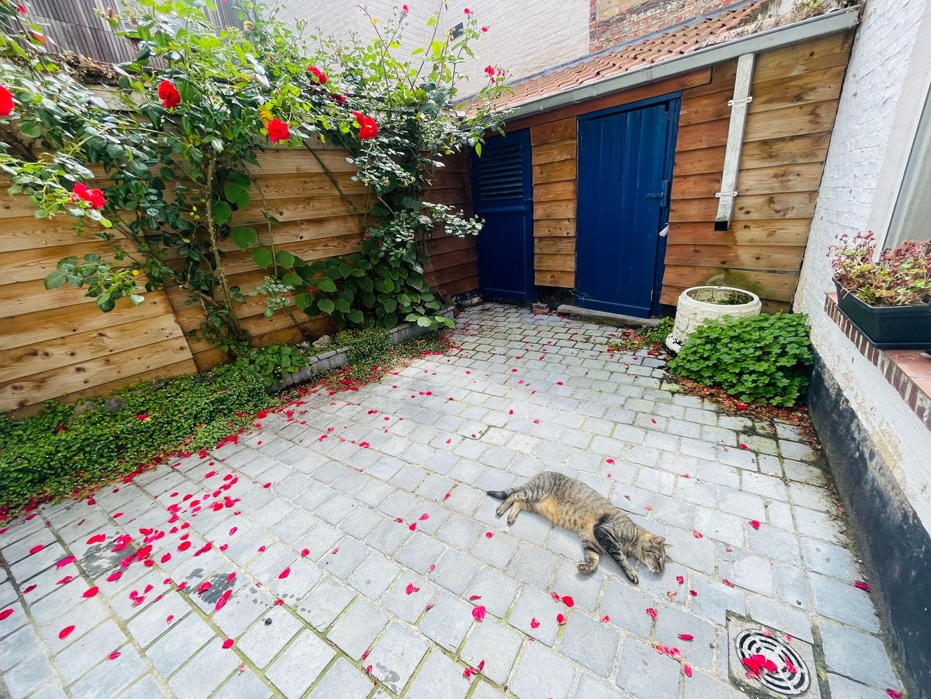 Brugge centrum, in verkeersarme straat  vlakbij 't Zand UITERST  CHARMANTE WONING met ZONNIGE  STADSPATIO en 2 grote slaapkamers. foto 12