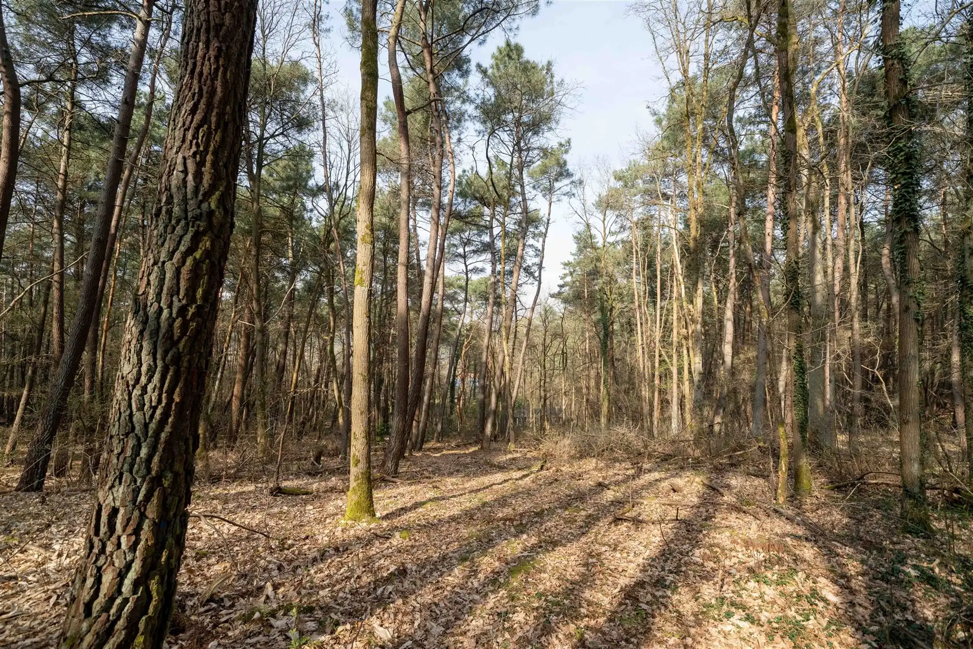 Ruime instapklare woning in het groene Langdorp/Aarschot! foto 41