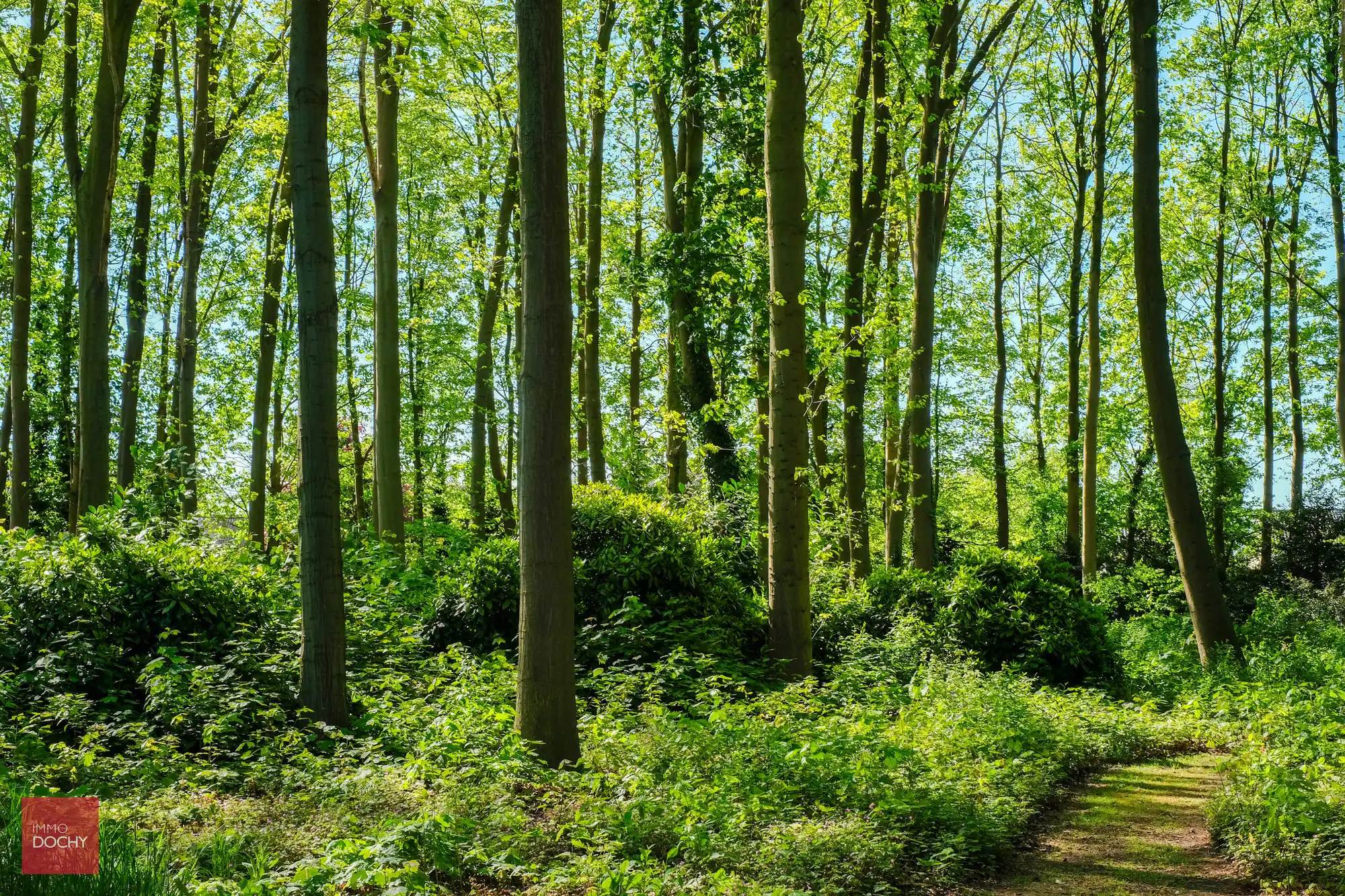 Uniek domein met ruime villa in prachtige parktuin op 2,7ha foto 8