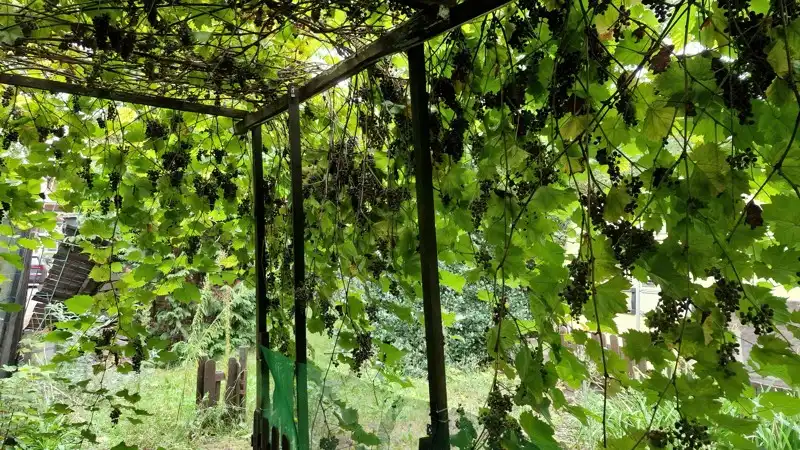 2 grondig te renoveren/te slopen woningen te koop in centrum Vichte vlakbij kasteel Beukenhof! foto 12