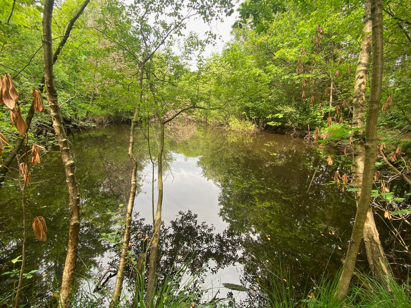 Recreatiegrond te koop met natuurlijke vijver in Westmeerbeek foto 6