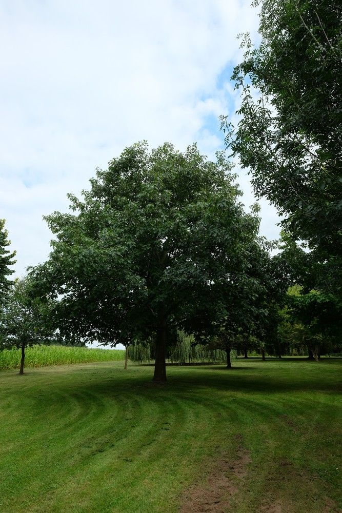 Uniek perceel met een charmante vakantiewoning midden in de natuur omgeven door een uitzonderlijke collectie van prachtige bomen. foto 24