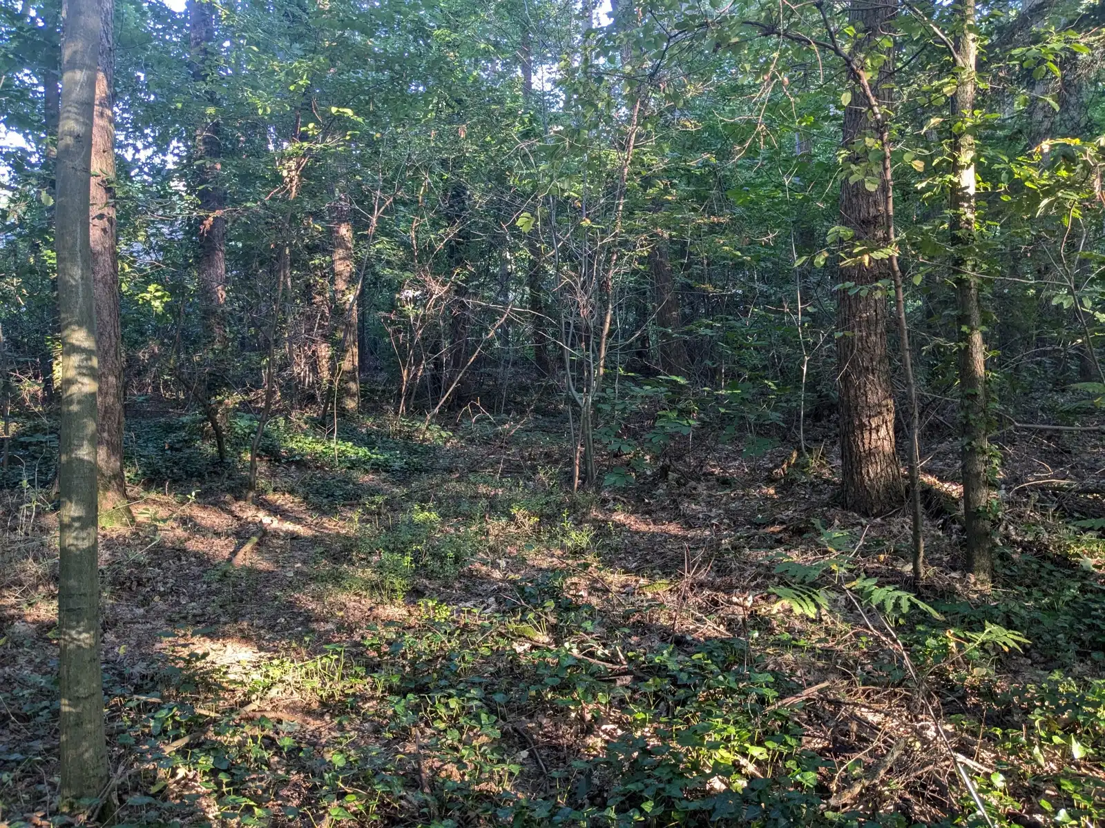 Natuurgebied in residentiële wijk met vakantiewoning foto 10